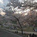 みんなでお花見🌸